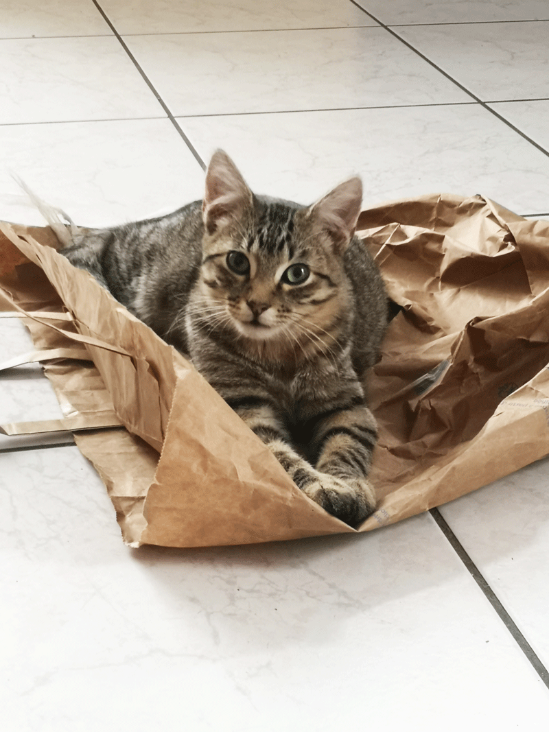 20 idées de jouets pour chat à faire soi-même - Magazine Avantages