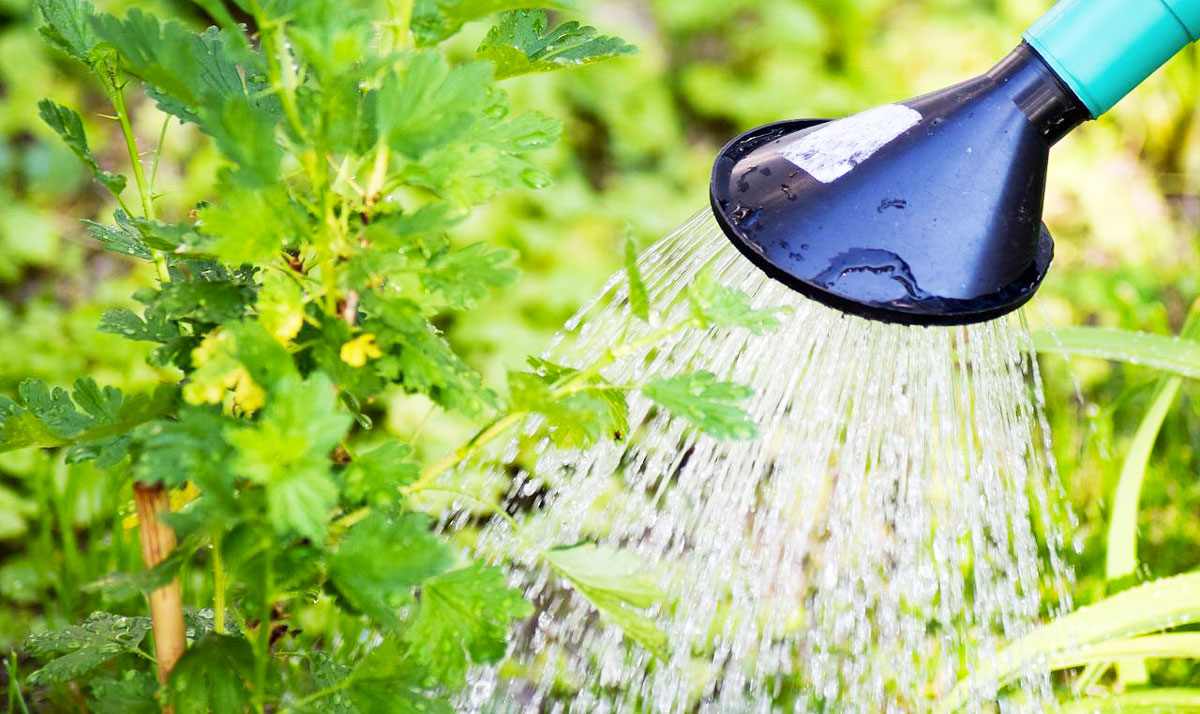 Comment choisir un récupérateur d'eau de pluie ? - Marie Claire